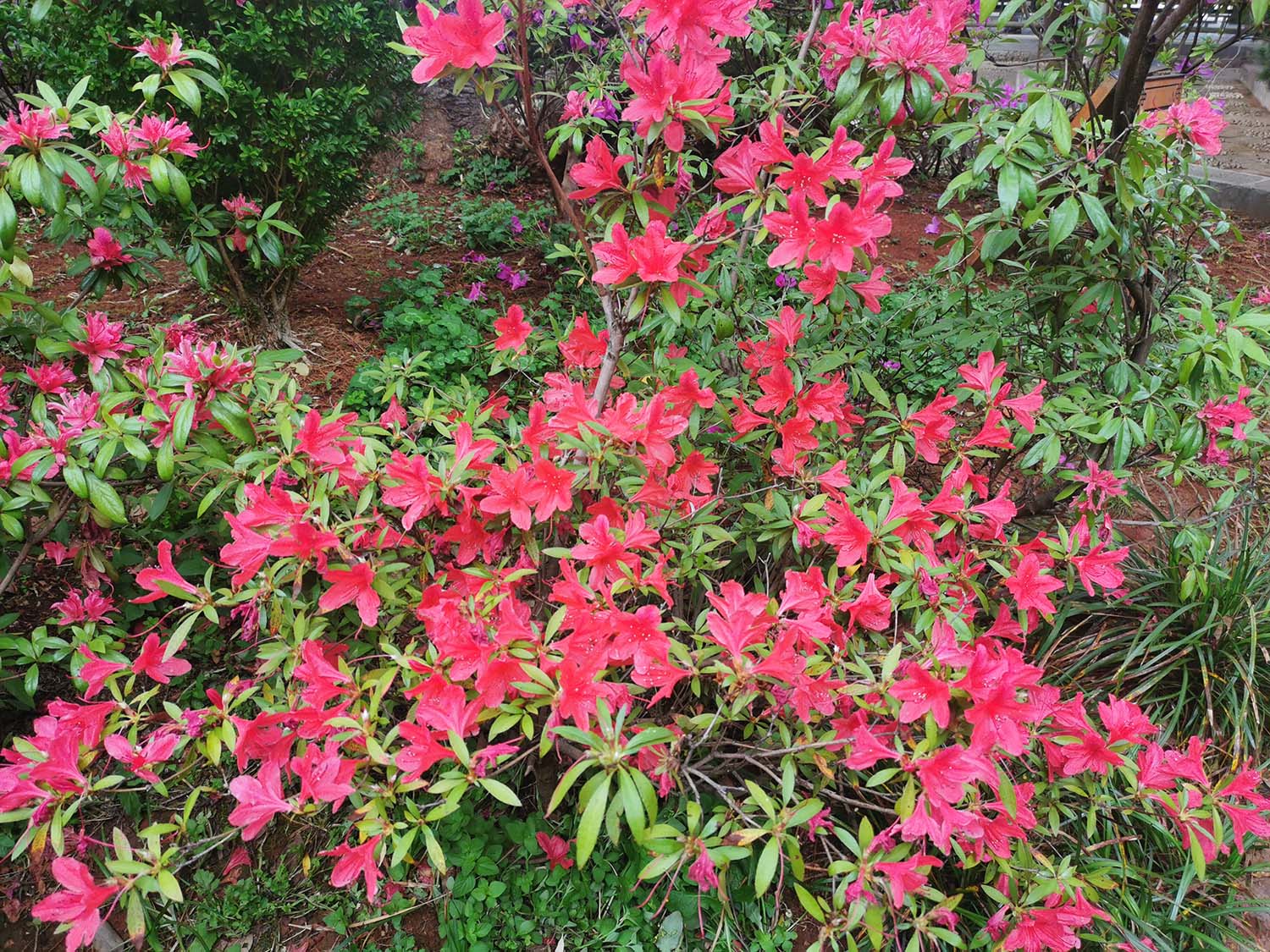 杜鹃花_20260416222821_2598_4.jpg